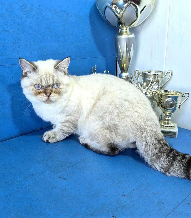 Шотландський красунчик