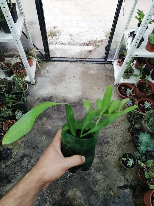 Suculenta Dama da Noite