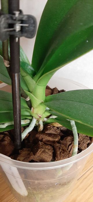 Фаленопсис орхидеи цветущие