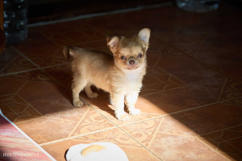 chihuahua ~ Чіхуахуа