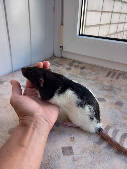 Крысята  домашние декоративные