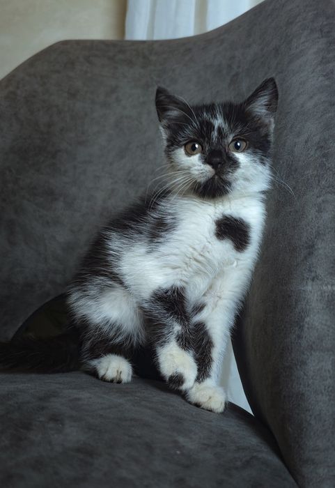 Кошеня, кіт, котик, киця