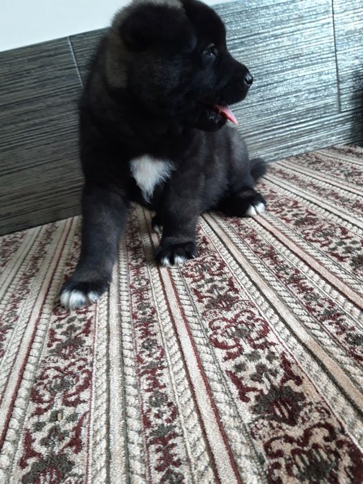 Акіта американська