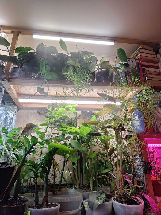 Терміново продам квіти