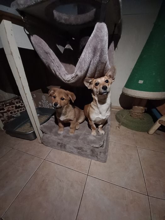 Віддам цуценя.  Мама- метис коргі.