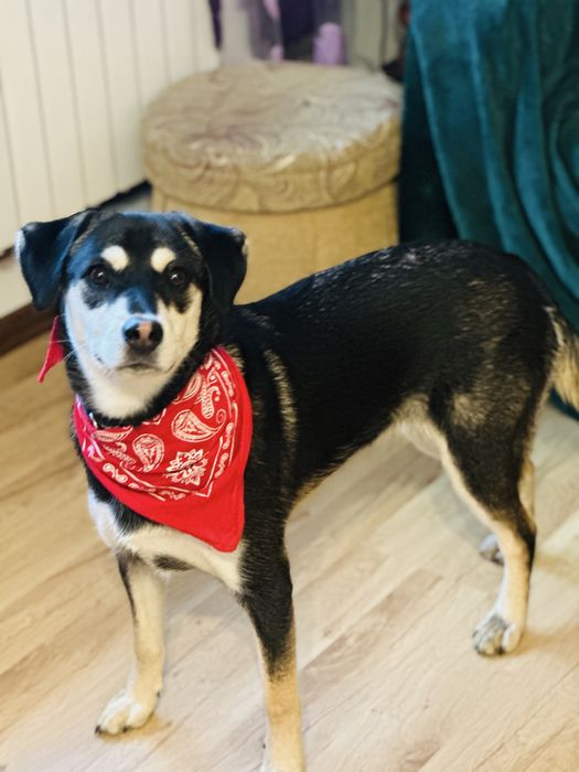 Cudna Frycia szuka domku