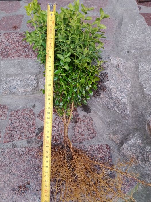 Продам самшит вечнозелёный