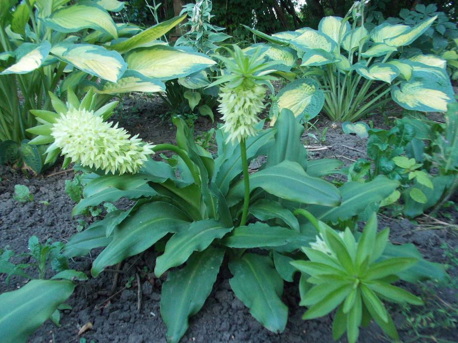 Калла  клубнева.