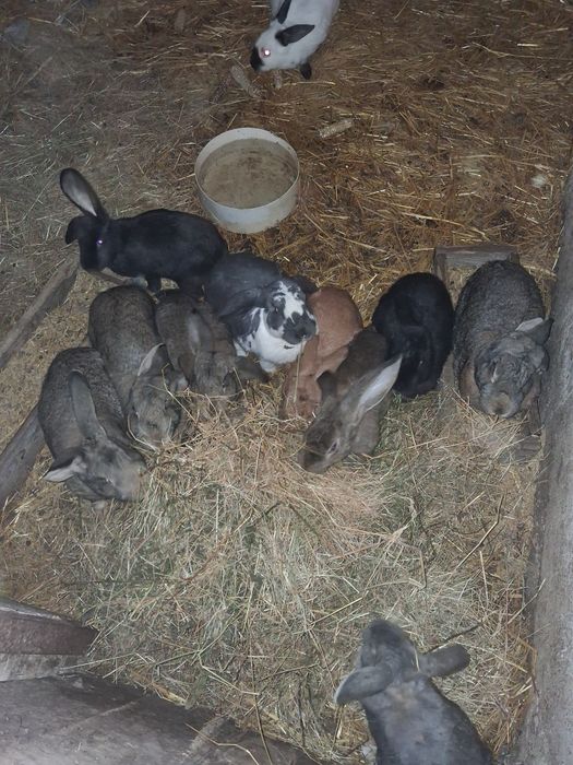 Sprzedam samice mieszańce