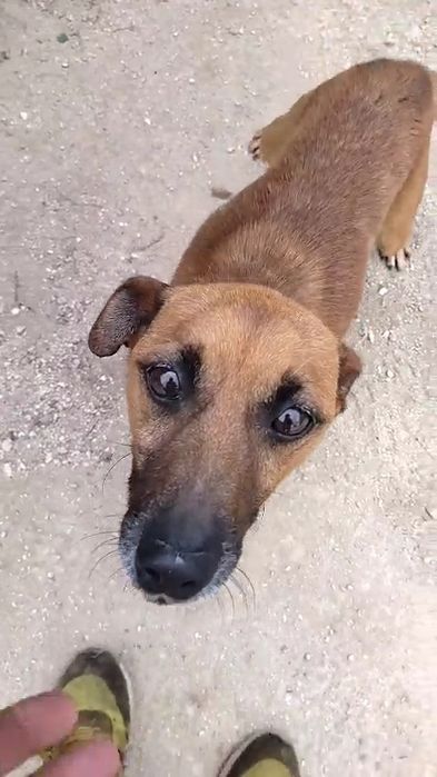 Cão pequeno e meigo