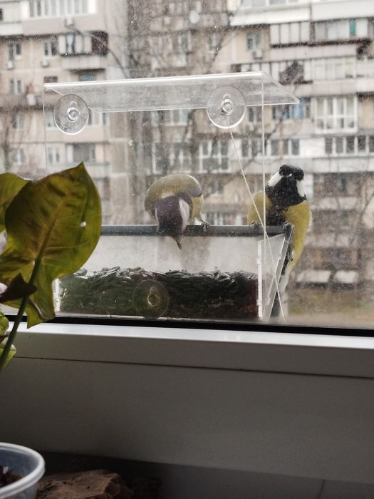 Годівничка для птахів на вікно