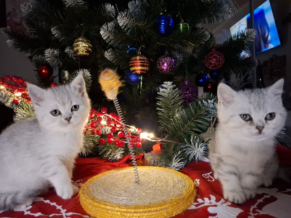 Шотландські кошенятка