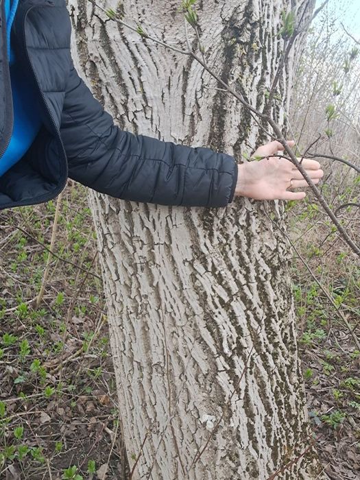 Продам дерево горіха Рівне