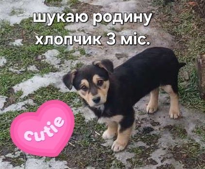 Безкоштовно цуцики дворові