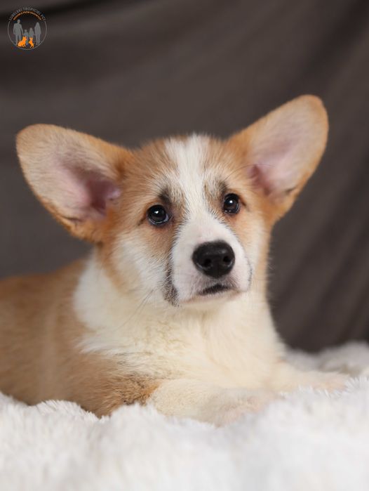 Welsh Corgi Pembroke ZKwP FCI  piesek po CH.PL