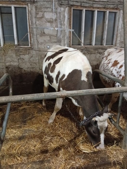 Продаються корови