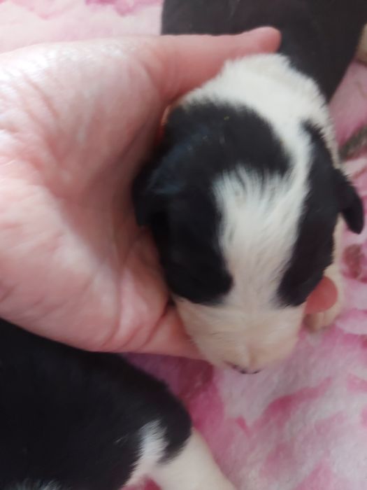 Border Collie suczka z badaniami I wyprawką.