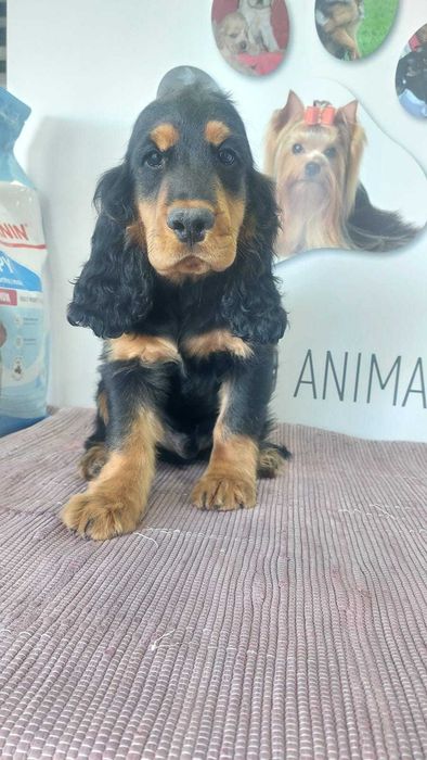 Cachorro Cocker Spaniel Inglês com LOP