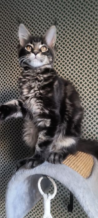 Котенок Мейн Кун