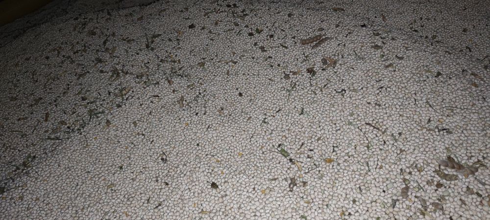 Łubin biały gorzki, wąskolistny