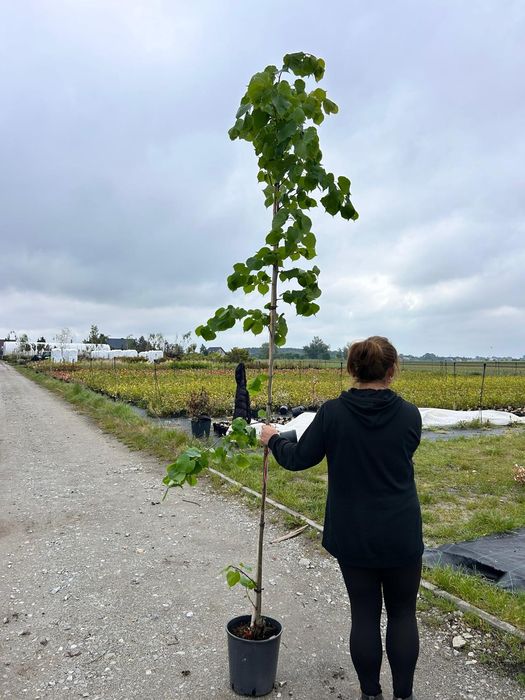 Lipa drobnolistna Tillia /drzewa alejowe/