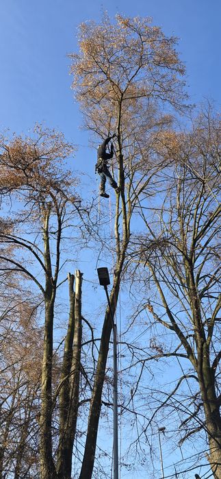 Wycinka drzew i skracanie żywopłotów.