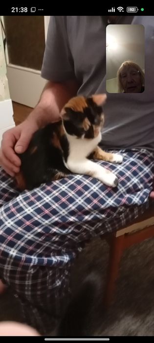 Одам трёх цветную кошечку