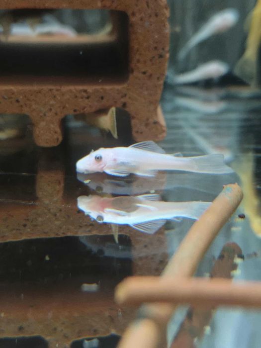 Ancistrus Snow White  Zbrojnik Glonojad