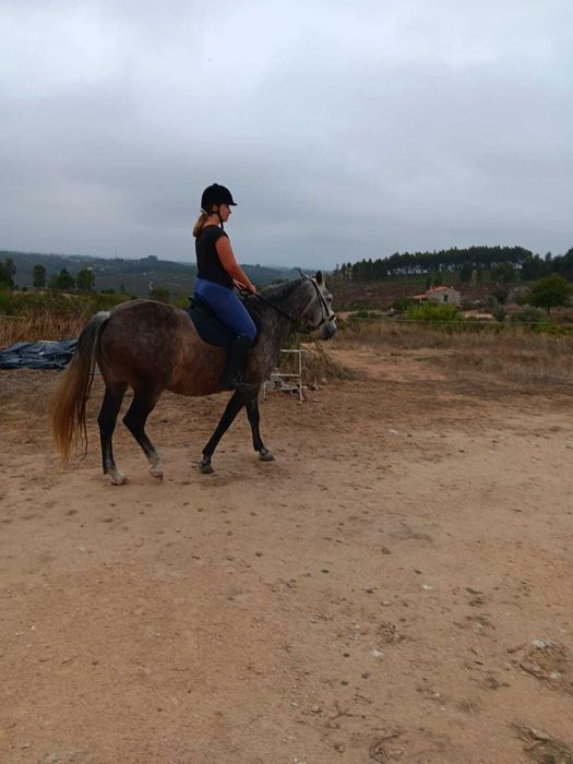 Dois Cavalos (Equas) Luso-Arabe