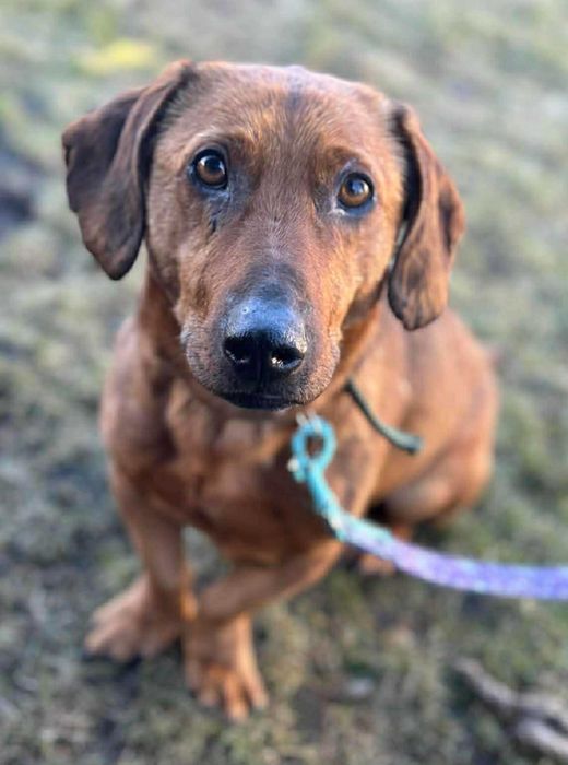 Jamnikowaty chłopak pilnie szuka domu