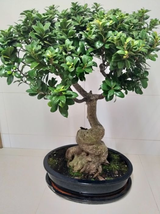 Bonsai 20 anos (90cm altura)