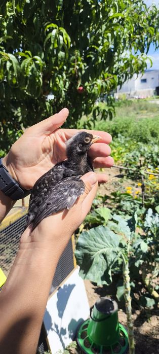 Garnizos e garnizas para venda