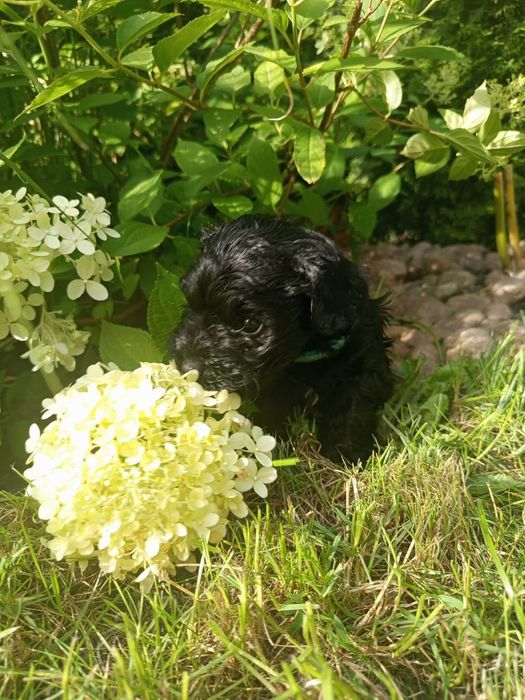 Maltipoo/Hawapoo f1 piękna dziewczynka