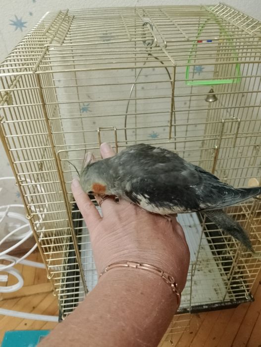 Продам две красивых очень клетки для корелл
