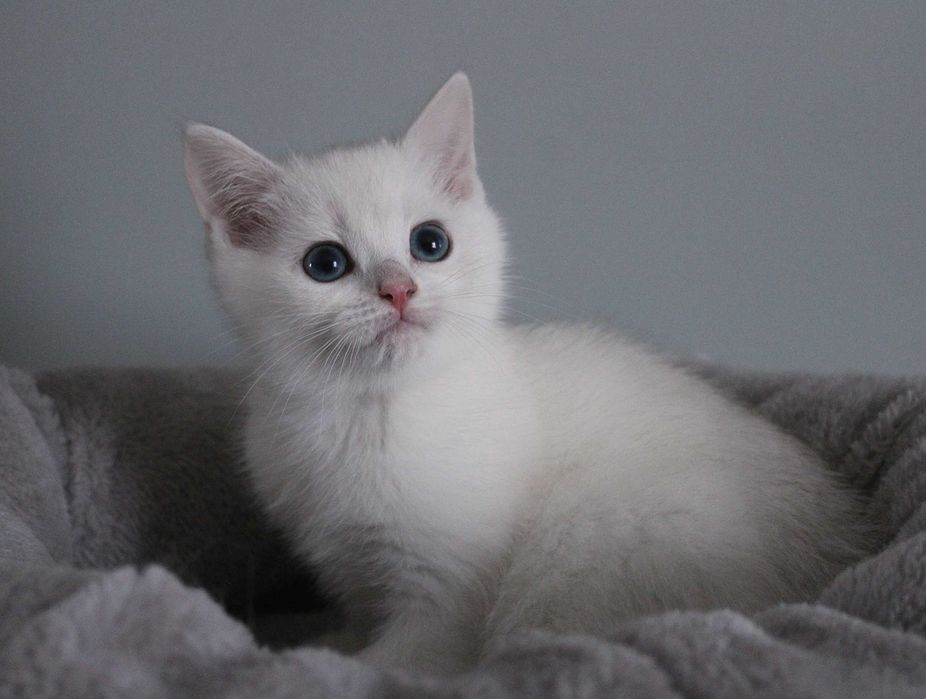 Kocurek brytyjski z rodowodem FPL