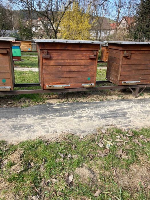 Pszczoły wraz z  ulem  warszawskim poszerzanym