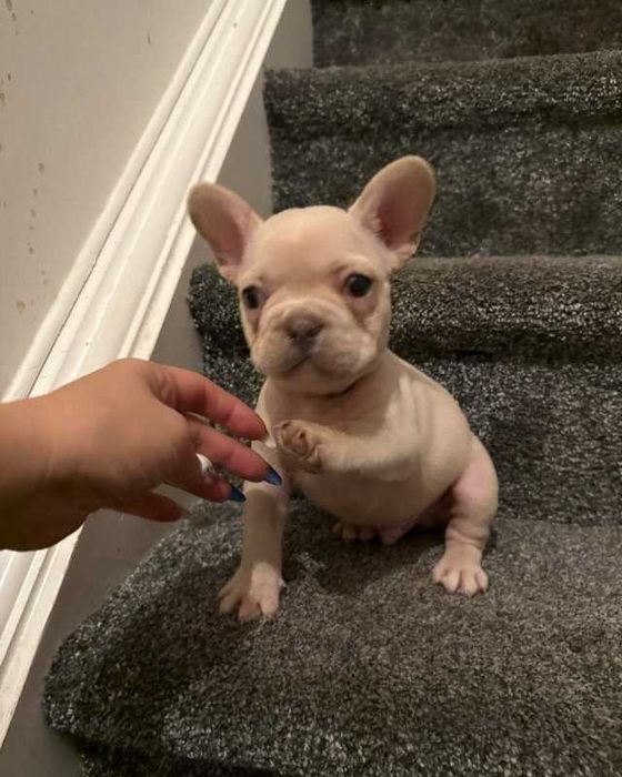 Така красуня і без родини! Щеня французского бульдога!