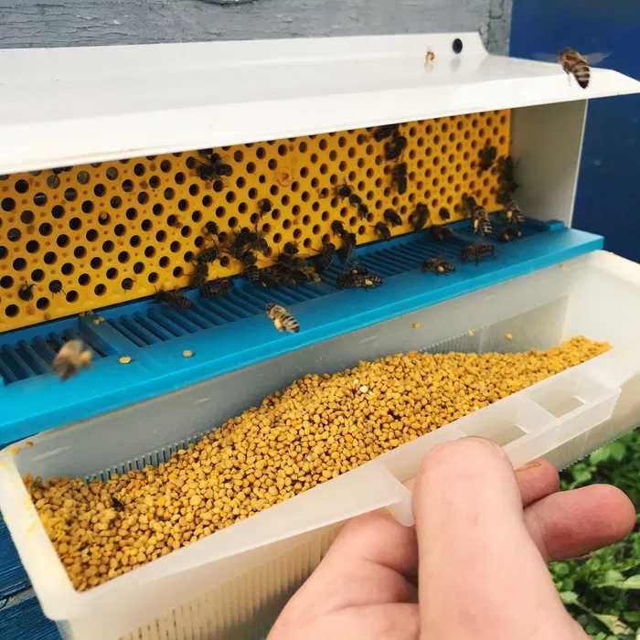 Квітковий (бджолиний) пилок 2024