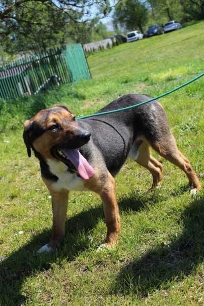 088256 Glen do adopcji