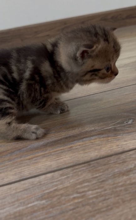 Золотий шотландський мармуровий котик