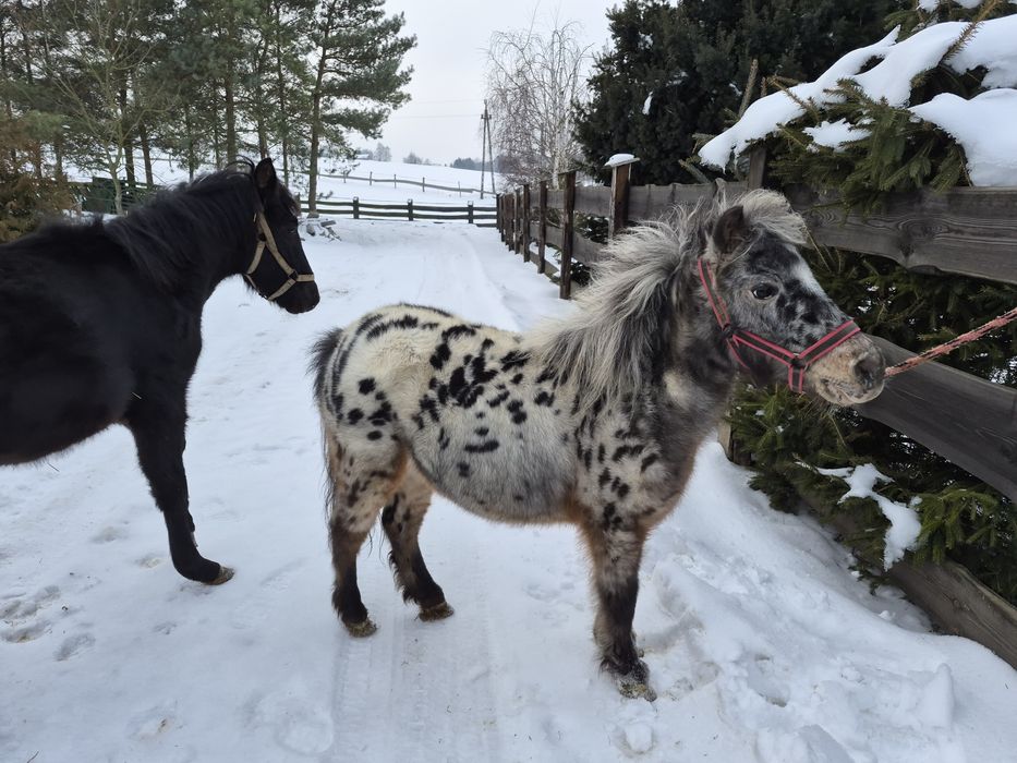 Klacz Kuc Tarant - Ogier Hucuł