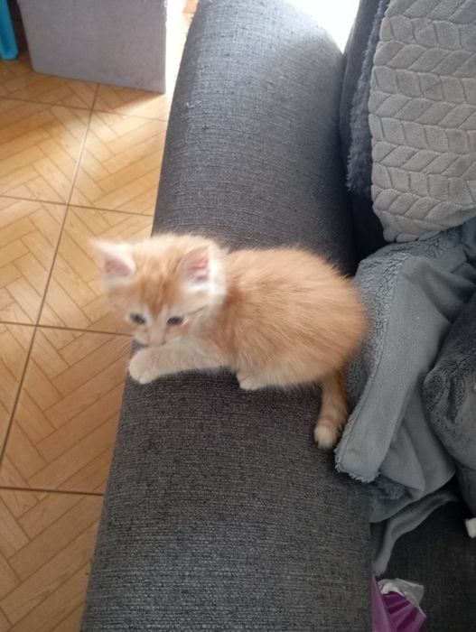 Gatos para adoção