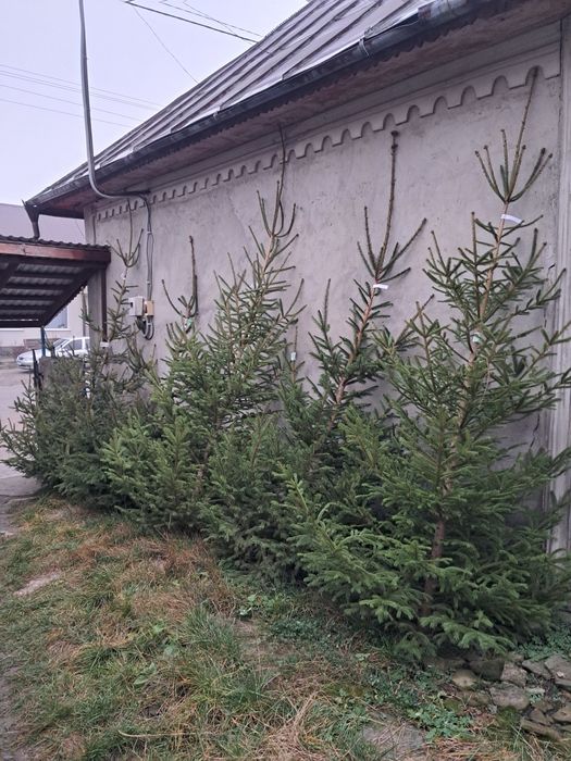 Новорічна ялинка сосна