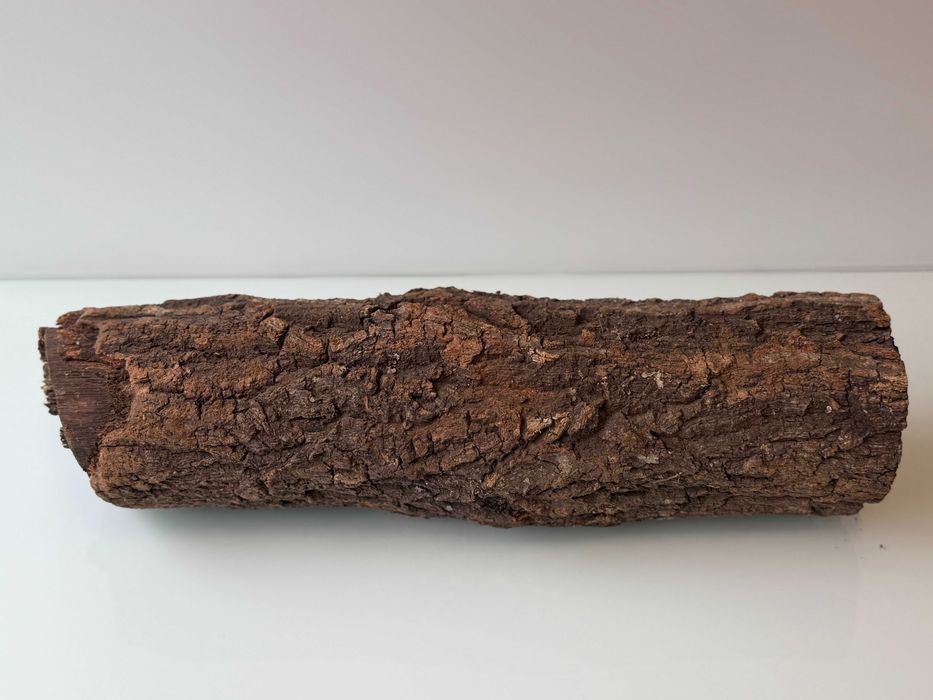 Drewno Champion Tree Trunk 40x15cm