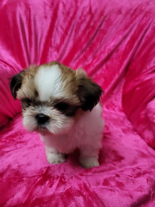 Excelente fêmea pequenina