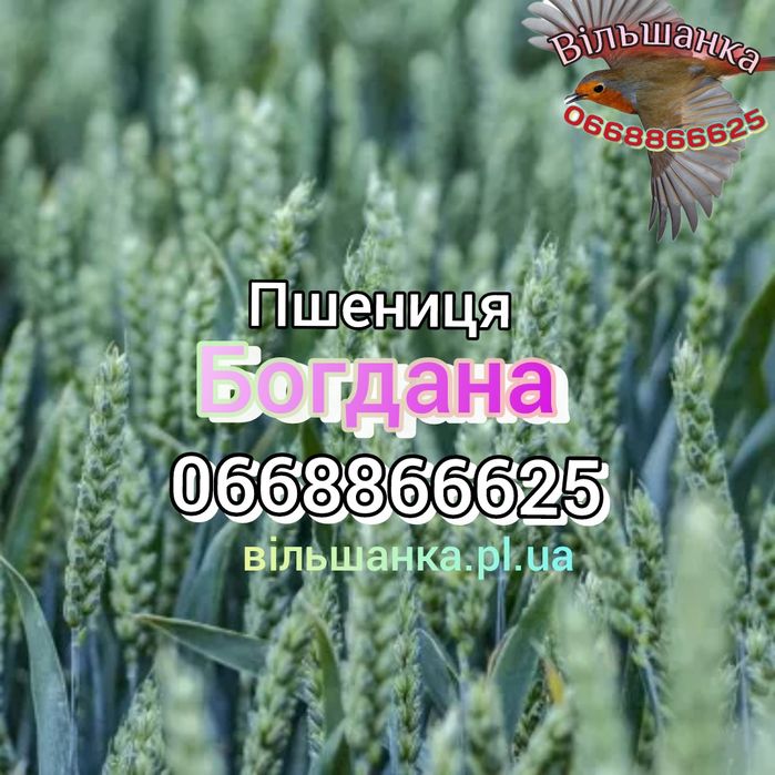 Купити насіння озимої пшениці