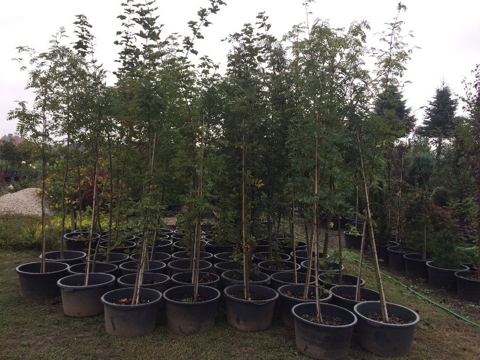 Jarząb Pospolity 'Sorbus aucuparia' Wys. 250-300cm Pojemnik 65l Leszno