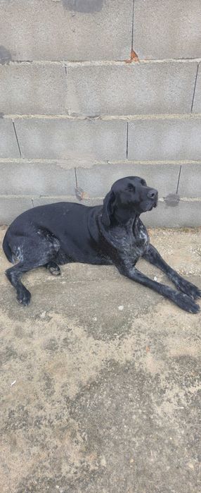 Cão braco alemão