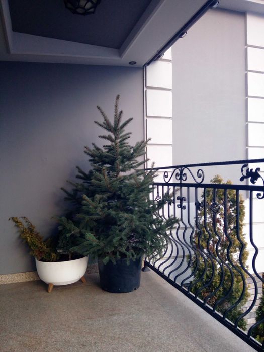 Choinka świąteczna żywa świerk srebrny pospolity jodła cięte doniczka