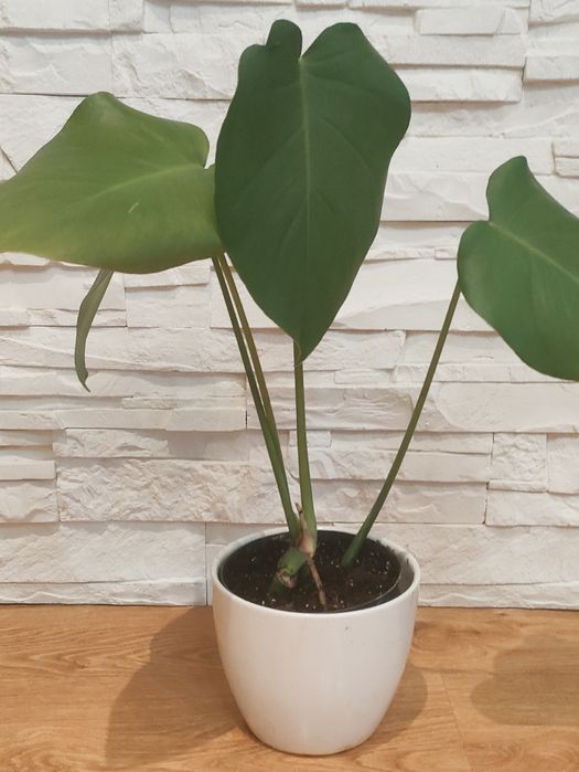 Monstera deliciosa młoda sadzonka